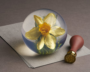 Daffodil Paperweight