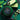 Green Thunder 200g